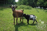 /album/fotogalerie-zoopark-na-hradecku-horni-pena/holandsky-mini-kozy-8-zoopark-jpg1/
